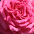 Rózsaszín - Teahibrid rózsa - Isabel de Ortiz®
